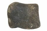 Hadrosaur (Hypacrosaurus?) Phalange (Toe Bone) - Montana #145170-1